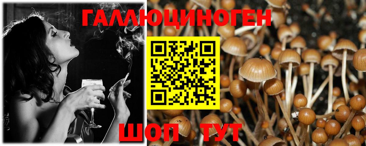 Галлюциногенные грибы Psilocybine cubensis Кизилюрт